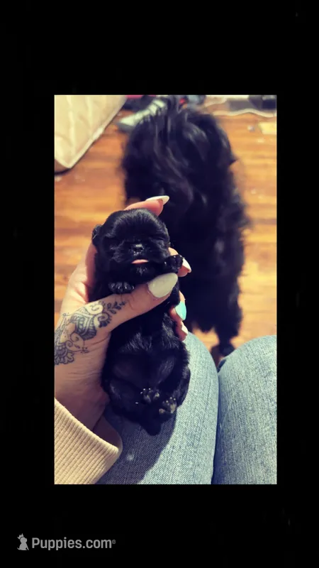 Rosie Posie  – Brussels Griffon puppy for sale in Swartz Creek, MI