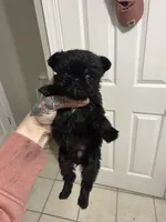 Lil Lemon, a female Brussels Griffon for sale in Swartz Creek, MI – Photo 2 of 7