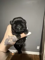 Rosie Posie , a female Brussels Griffon for sale in Swartz Creek, MI – Photo 4 of 5