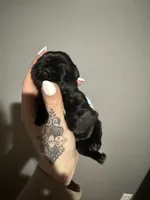 Rosie Posie , a female Brussels Griffon for sale in Swartz Creek, MI – Photo 5 of 5