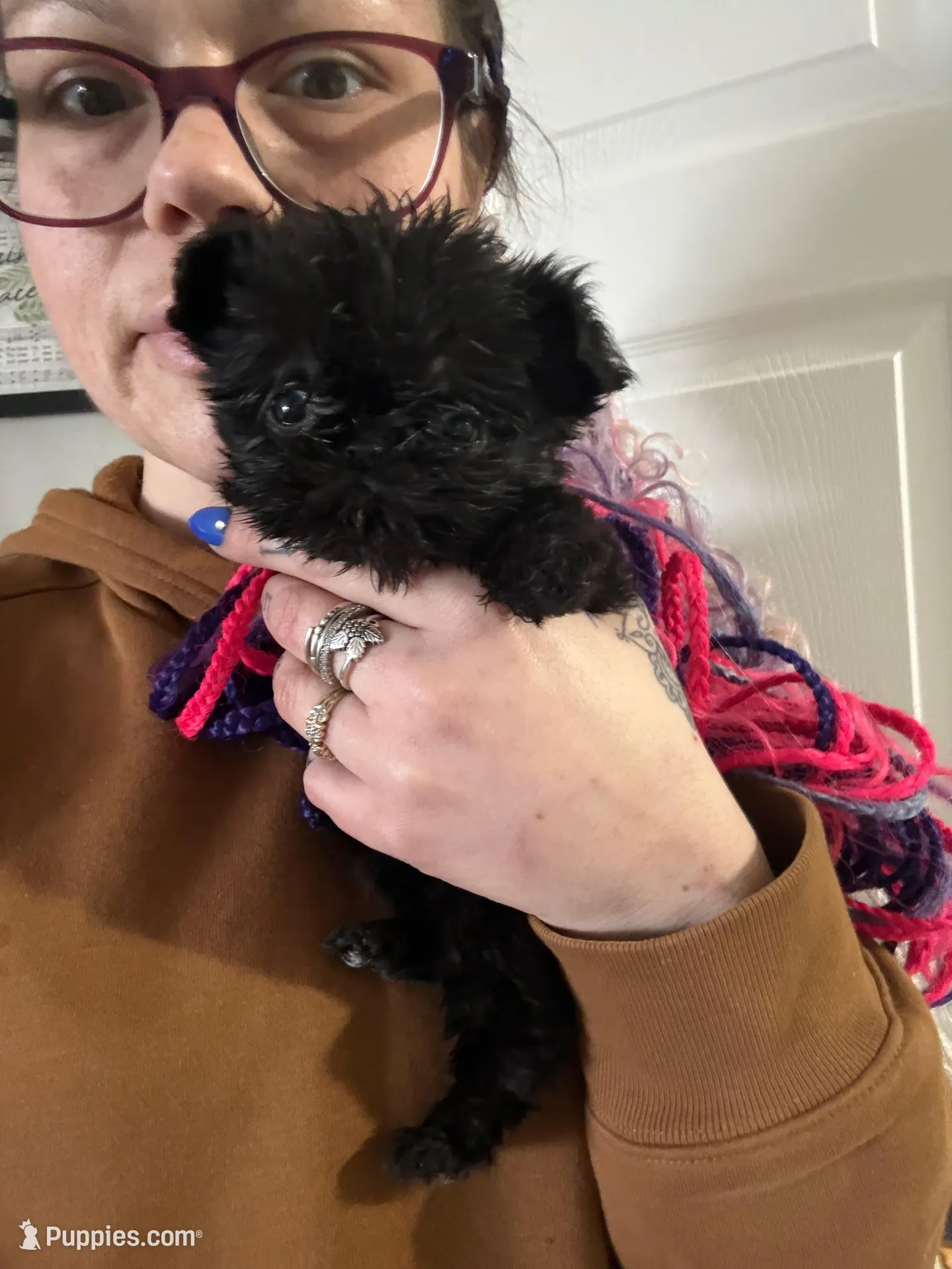 Lemmi , a female Brussels Griffon for sale in Glennie, MI – Photo 3 of 6