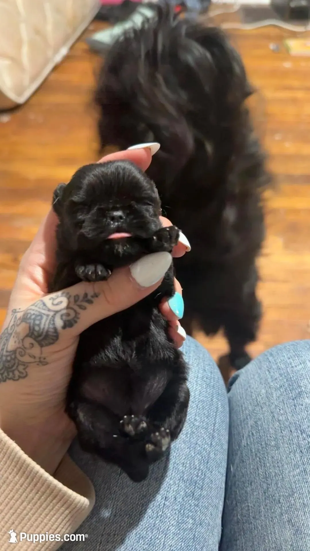 Lemmi , a female Brussels Griffon for sale in Glennie, MI – Photo 6 of 6