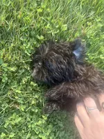 Sandy, a female Brussels Griffon for sale in Glennie, MI – 4 of 5