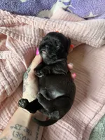 Skye, a female Brussels Griffon for sale in Glennie, MI – 5 of 5
