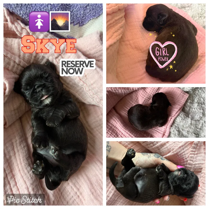 Skye – Brussels Griffon puppy for sale in Glennie, MI