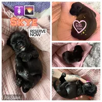 Skye, a female Brussels Griffon for sale in Glennie, MI – 1 of 5