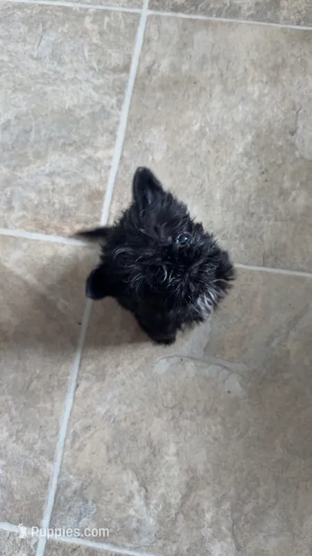 Lemmi  – Brussels Griffon puppy for sale in Glennie, MI