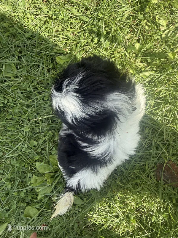 Bubbles – Shih Tzu puppy for sale in Glennie, MI