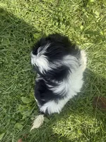 Bubbles, a female Shih Tzu for sale in Glennie, MI – 1 of 2