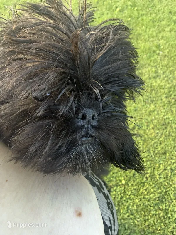 Summer – Brussels Griffon puppy for sale in Glennie, MI