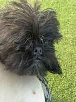 Summer, a female Brussels Griffon for sale in Glennie, MI – 4 of 6
