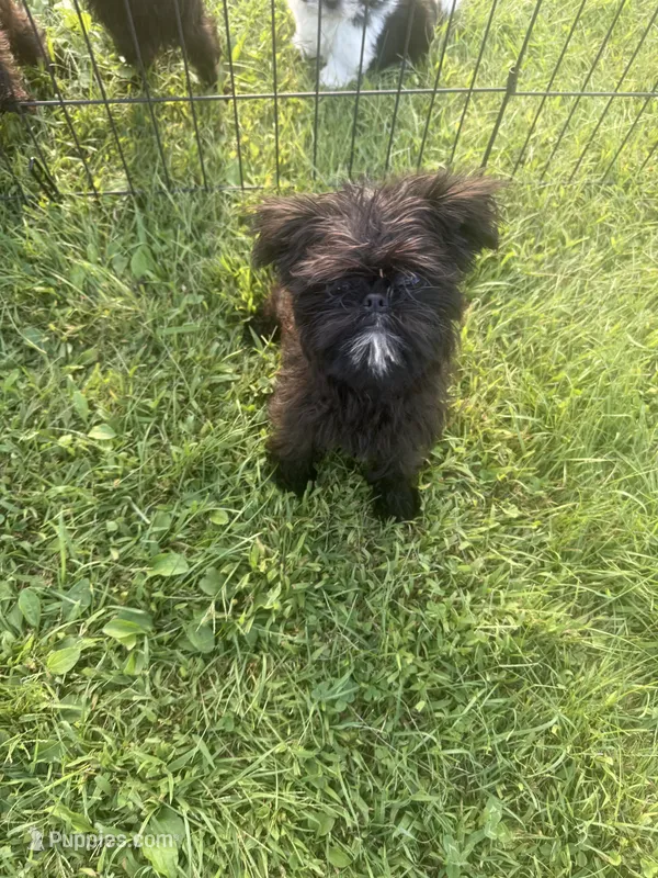Skye – Brussels Griffon puppy for sale in Glennie, MI