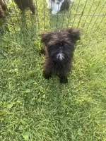 Skye, a female Brussels Griffon for sale in Glennie, MI – 1 of 7