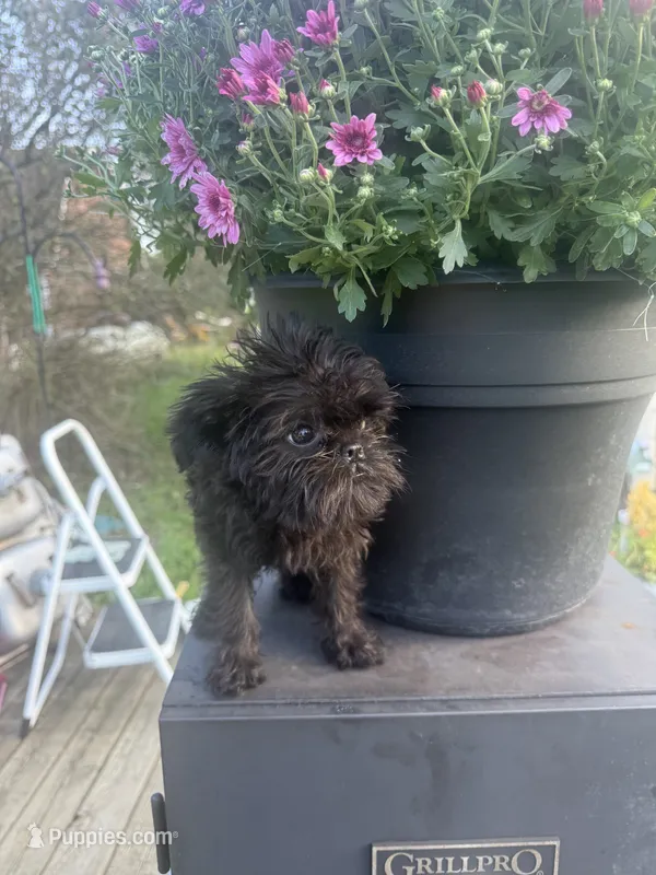 Summer – Brussels Griffon puppy for sale in Glennie, MI