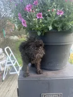 Summer, a female Brussels Griffon for sale in Glennie, MI – 1 of 6