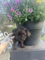 Summer, a female Brussels Griffon for sale in Glennie, MI – 5 of 6