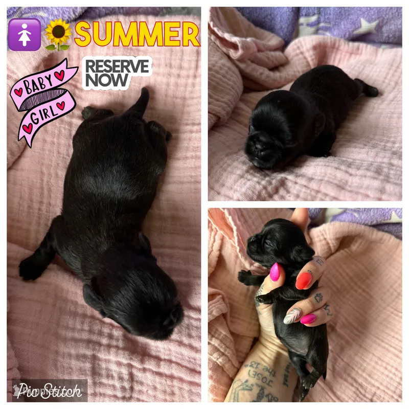 Summer – Brussels Griffon puppy for sale in Glennie, MI