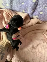 Sandy, a female Brussels Griffon for sale in Glennie, MI – 4 of 4