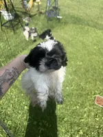 Bubbles, a female Shih Tzu for sale in Glennie, MI – 2 of 2
