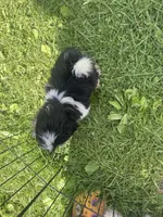 Panda, a female Shih Tzu for sale in Glennie, MI – 2 of 3