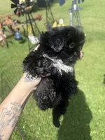 ZZ Top, a male Shih Tzu for sale in Glennie, MI – 3 of 3