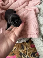Sandy, a female Brussels Griffon for sale in Glennie, MI – 3 of 4