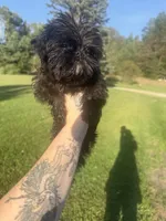 Sandy, a female Brussels Griffon for sale in Glennie, MI – 2 of 5