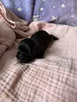 Summer, a female Brussels Griffon for sale in Glennie, MI – 3 of 4