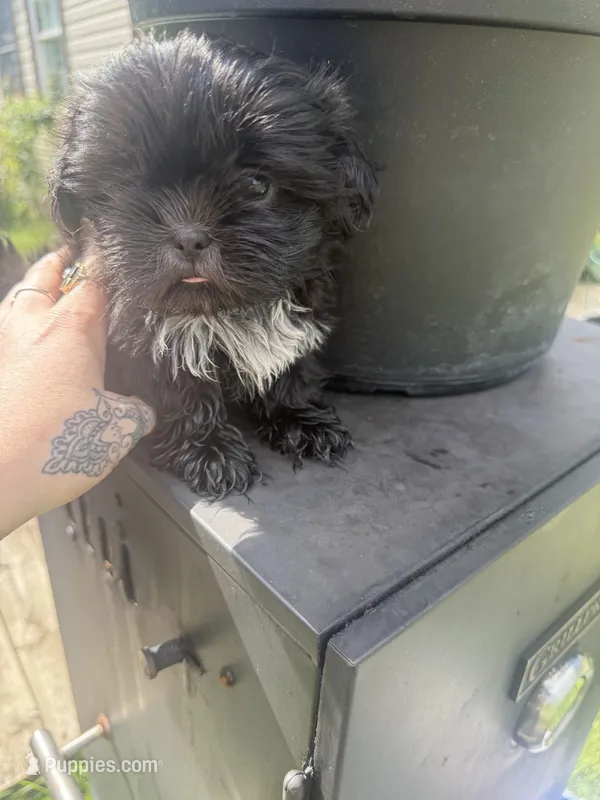 ZZ Top – Shih Tzu puppy for sale in Glennie, MI