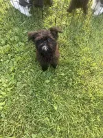 Skye, a female Brussels Griffon for sale in Glennie, MI – 7 of 7