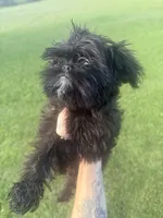 Skye, a female Brussels Griffon for sale in Glennie, MI – 2 of 7