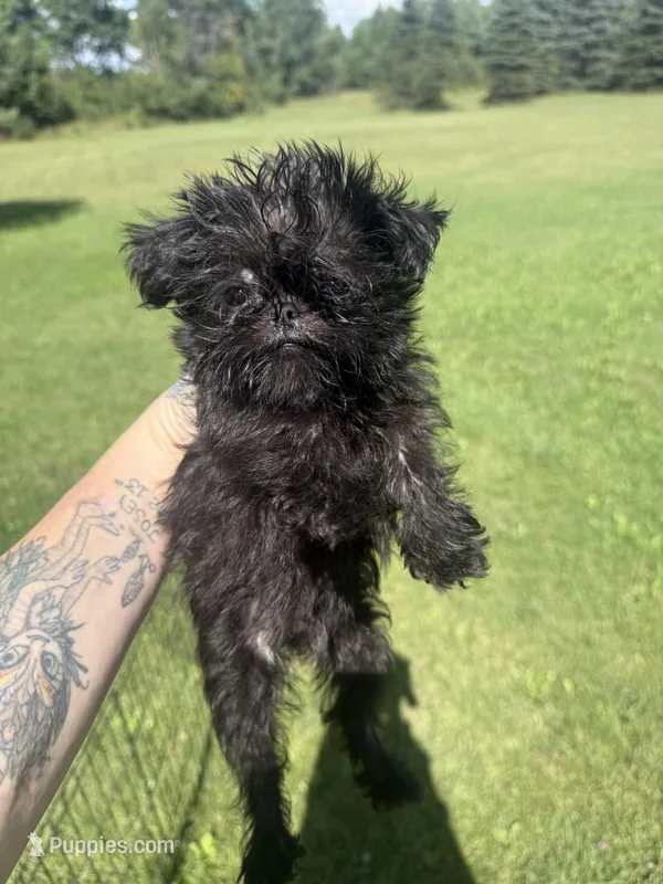 River – Brussels Griffon puppy for sale in Glennie, MI