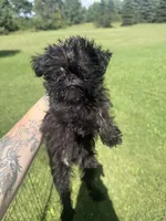 River, a male Brussels Griffon for sale in Glennie, MI – 1 of 6
