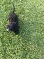 Skye, a female Brussels Griffon for sale in Glennie, MI – 4 of 7