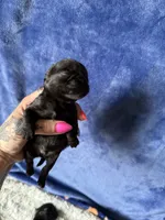 River, a male Brussels Griffon for sale in Glennie, MI – 3 of 3