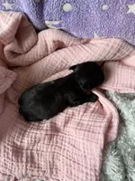 Sandy, a female Brussels Griffon for sale in Glennie, MI – 2 of 4