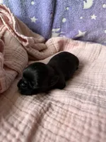 Summer, a female Brussels Griffon for sale in Glennie, MI – 4 of 4