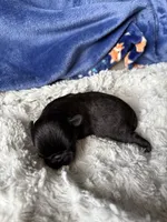 River, a male Brussels Griffon for sale in Glennie, MI – 2 of 3