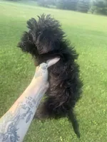 Summer, a female Brussels Griffon for sale in Glennie, MI – 6 of 6
