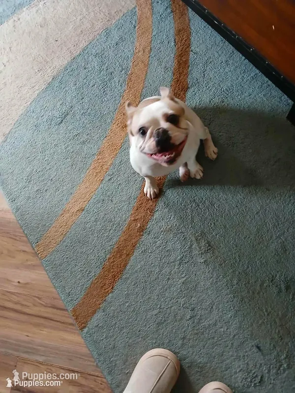 Zaizee – French Bulldog puppy on hold in Glennie, MI