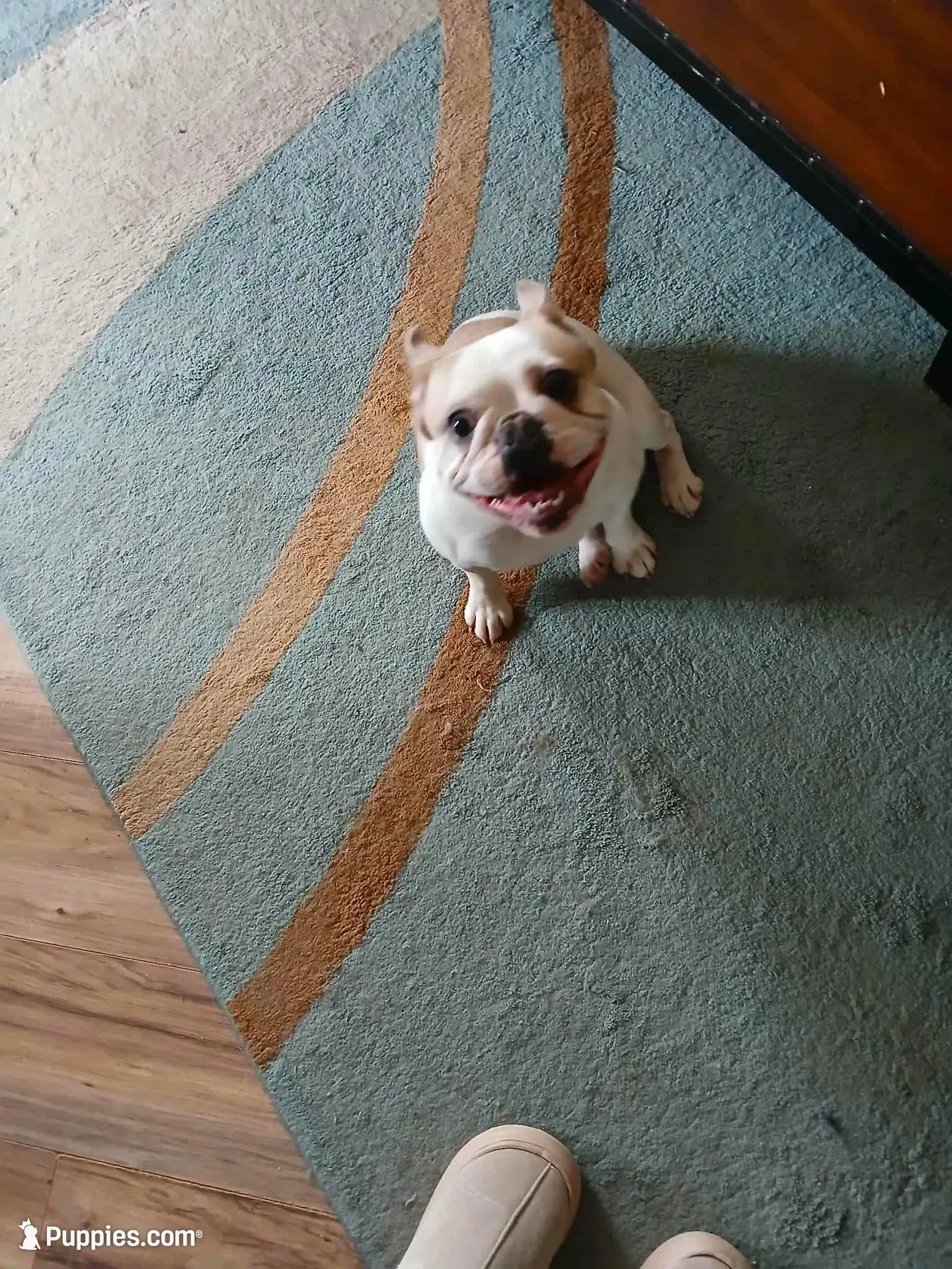 Zaizee, a female French Bulldog for sale in Glennie, MI – Photo 1 of 6