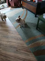 Zaizee, a female French Bulldog for sale in Glennie, MI – Photo 3 of 6