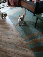 Zaizee, a female French Bulldog for sale in Glennie, MI – Photo 2 of 6