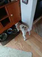 Zaizee, a female French Bulldog for sale in Glennie, MI – Photo 4 of 6