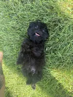 River, a male Brussels Griffon for sale in Glennie, MI – 5 of 6