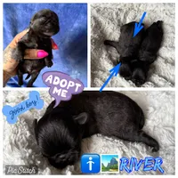 River, a male Brussels Griffon for sale in Glennie, MI – 1 of 3