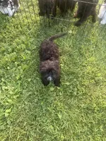 Skye, a female Brussels Griffon for sale in Glennie, MI – 5 of 7