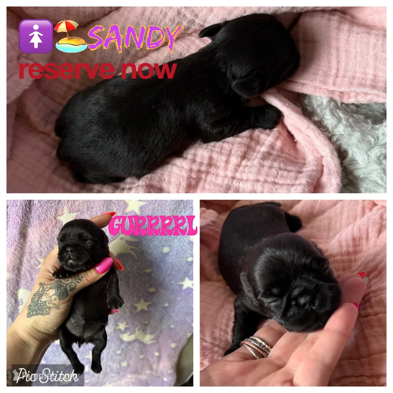 Sandy – Brussels Griffon puppy for sale in Glennie, MI