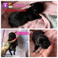 Sandy, a female Brussels Griffon for sale in Glennie, MI – 1 of 4
