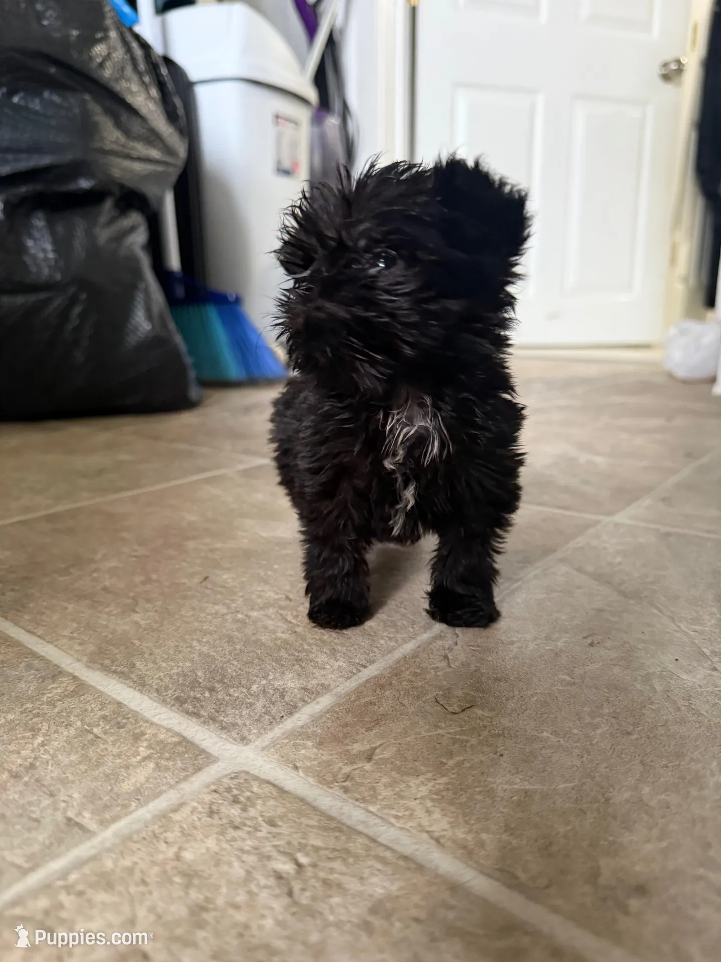 Lemmi , a female Brussels Griffon for sale in Glennie, MI – Photo 2 of 6